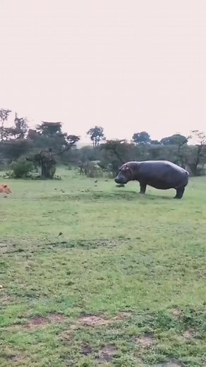 Hippo vs Lion: Battle of the Wildlife Giants