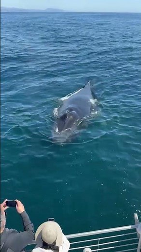 Video Humpback Whale Stuns Passengers with Rare, Intimate Encounter off Newport Beach