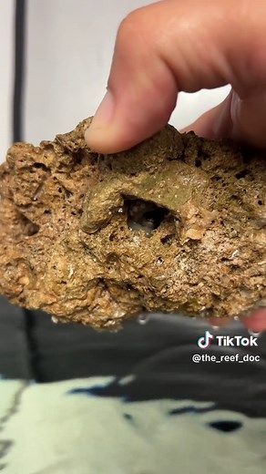 Octopus Escape Artist: Tiny Hole, Big Surprise!