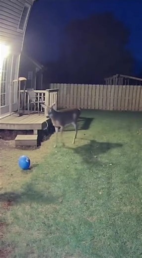 CCTV Footage 🦌😱 Deer Scares Child — Parent Steps In! #CCTV #DeerAttack #CaughtOnCamera #BackyardFootage #ParentSavesChild #CloseCall #ViralVideo #ShockingMoment #AnimalEncounter #RealLifeHero | CCTV zone
