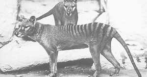 Tigre de Tasmanie : pour la première fois, de l'ARN a été extrait d'un animal disparu