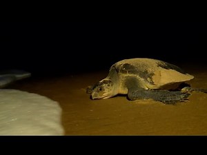 Save Turtles Before It’s Too Late 🐢 | Protect Our Oceans English Documentary 2