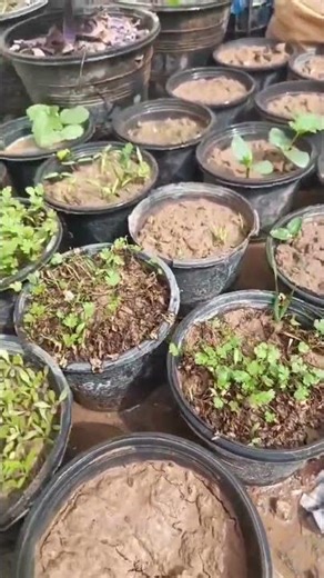 Coriander Growth Journey 🌱 | From Seed to Harvest at Home