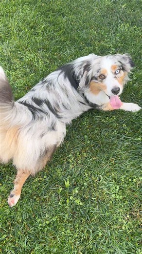 Everyone loves Walter the Mini Aussie. Walter came for a play date. He’s got more energy and stamina than my border collies! He’s such a friendly joyful soul, he always brightens our day. #dogtraining #dogsofinstagram #dogsofsandiego | Dogmantics Dog Training