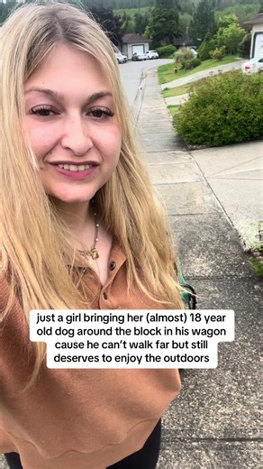 Senior Dog Wagon Rides: A Heartwarming Adventure