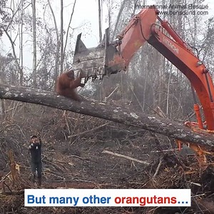 This orangutan tried to fight off a bulldozer before it destroyed his home 😞💔 Credit: International Animal Rescue | Daily Mail Try Not To Cry