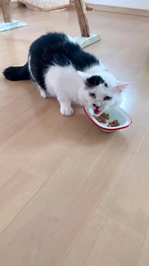 猫の食事回数を増やすメリット