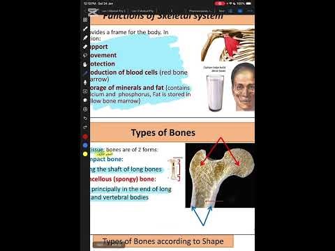 الهيكل العظمي تشريح المرحلة الاولى ❤️‍🔥🔋