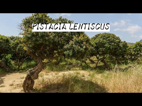Germinacion de Lentisco | Pistacia Lentiscus | Arbusto Mediterraneo Muy Resistente a la Sequia