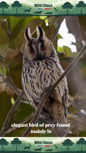 Silent Hunter of the Grasslands: The Beautiful Striped Owl 🦉✨ #birds
