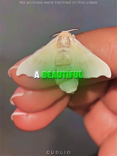 From Caterpillar to Moth 🐛
