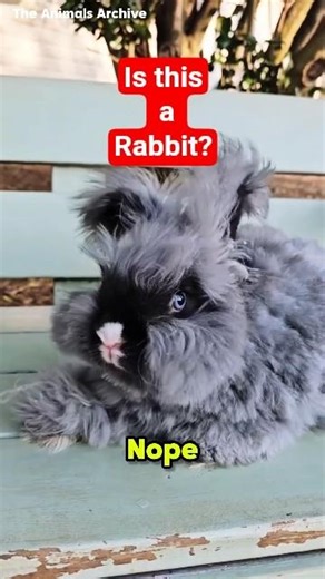 Is this a Cloud or a Bunny? ☁️🐰 #Shorts #CuteAnimals