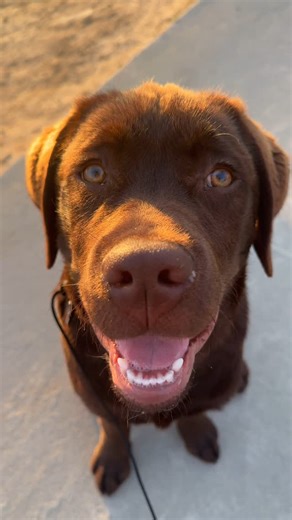 Gus Gus the Lab on Instagram: "golden hour :) ✨"