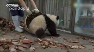 91K views · 2.2K reactions | WATCH CUTE VIDEO: Two panda cubs in China would not let a zookeeper clean up. They kept wanting to play. (video credit: CCTV News) | CBS LA | Facebook