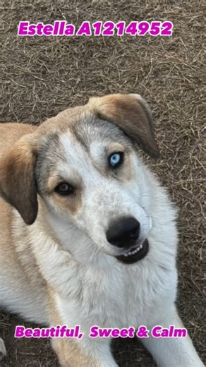 3.4K views · 98 reactions | Introducing Endearing ESTELLA (1214952)...