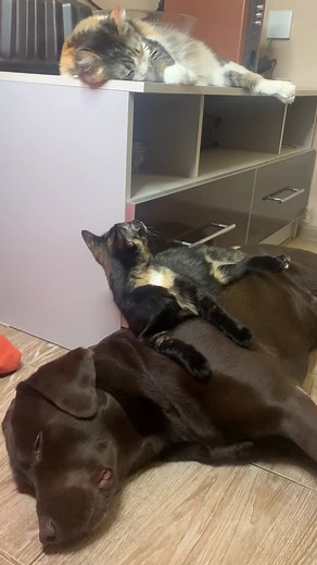 Calico Cat Relaxing on Brown Dog at Home