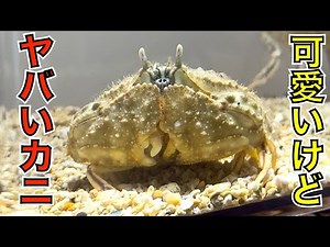 Super cute! But it crushes snail shells! Try being pinched by "Karappa," a crab with a can opener...