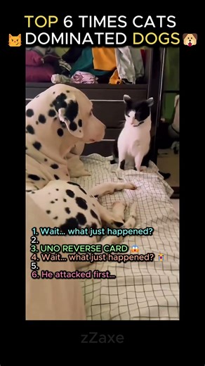 Cats Scare Dogs 😂 | Funny Moments