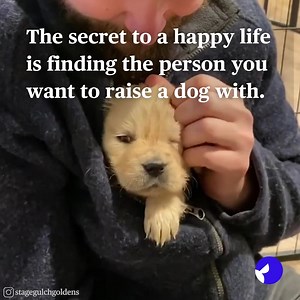 1.8K reactions · 217 shares | Ready to meet your next best friend? Let Good Dog help you find your puppy today  | Good Dog | Facebook