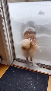 This dog chose chaos 😂 This video is for entertainment purposes only and was created with the assistance of A.I. No animals were harmed in this video. | Mike's Mayhem
