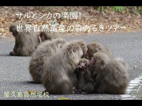 【屋久島世界自然遺産の森あるきガイドツアーin西部林道】シカやサルの楽園。アニマルウォッチングコース