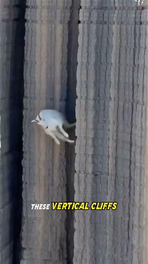 Why Do They Risk Their Lives For This?