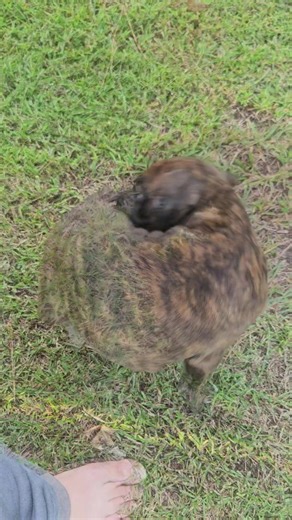 Adorable Boxer Puppy: Your New Best Friend!