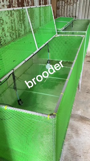 #brooder