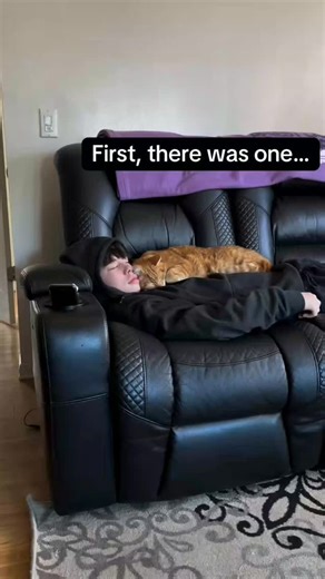 Kitty Heaven on Instagram: "Hope you enjoy watching this edit of Leo growing up! I used a dedicated morphing software called Morphage. Unfortunately I’m not really good at it yet, but I wanted to show you this anyways. Can’t wait to morph different cat breeds 😻 #furryfritz #catographer #cat #kitten #orangecat #kittengrowth #catphotographer #timelapse #morph #morphlapse"