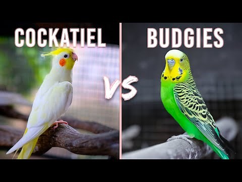 Cockatiel vs Budgies