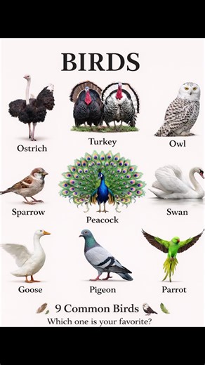 Learn 9 Common Birds in English