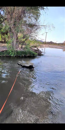 Pinal County Animal Care and Control on Reels