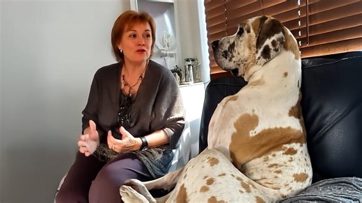 200-pound Great Dane makes everyone laugh out loud