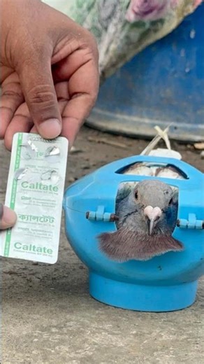 Pigeon Being Treated with Calcium Supplement – Bird Health Care #PigeonCare #BirdHealth