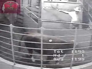 9-8-2025....South Central Livestock Inc Fitzgerald GA Live Stream