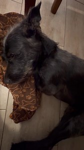 186K views · 13K reactions | ❤️A karok nélküli Bogárka❤️ A...