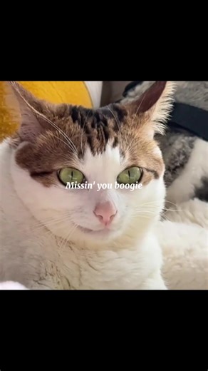 Disfruta el Tole Tole con Uncle Bao