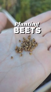 It's time to direct sow beets in the garden for a fall harvest! I'm planting golden beets because I prefer them but they don't always germinate as well as red beets. So I over sowed some of the spots that I planted them and soon I should have lots of germination! #beets #fallgarden #gardentips #texasgarden #gardenideas ##gardeninspiration #fromthegarden | From The Garden | Facebook