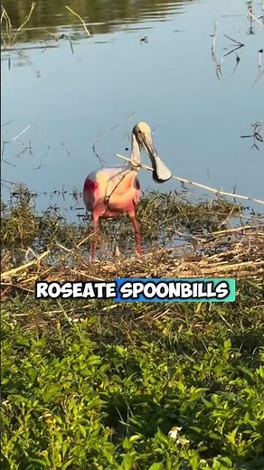 Roseate Spoonbill Birds: The World's Most Interesting and Rarest Bird Species