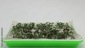 Time-lapse of broccoli seeds sprouting and quickly dying from lack of water while growing plants in rectangular tray under grow light and against white background. Great use for education or lab exper