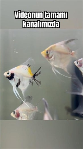 Güncel Akvaryum Balık Fiyatları 2026 | Cetvel Petshop’da Son Fiyatlar 🐠🐟