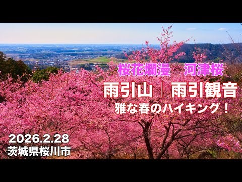 【満開！河津桜2026】4K 雨引山 | 雨引観音 ピンクに染まる絶景ハイキング！ 茨城県桜川市 2月28日