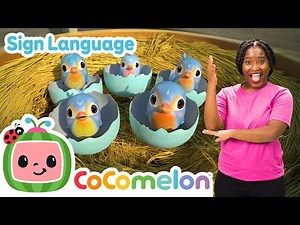 Five Little Birds 🐣🐤 | CoComelon with ASL | 🖐️ Sign Language for Babies 🖐️
