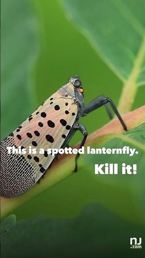 This is what spotted lanternflies look like at different stages
