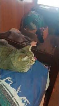 what the British big cats could be