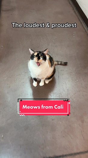 Meet Cali: The Chatty Calico Cat | Eevee