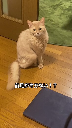 一瞬ガチで心配した#自慢のペット #猫ドッキリ