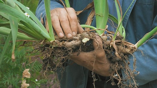 Dividing bearded iris