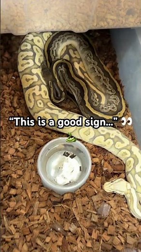 This Is A Good Sign… 👀🐍