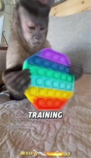 Ever wondered how intelligent capuchin monkey can be ? #animals